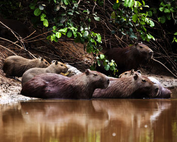 Closeup portrait of capybara family sitting along riverbank half submerged in water, bolivia.