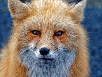 Close-up portrait of cat