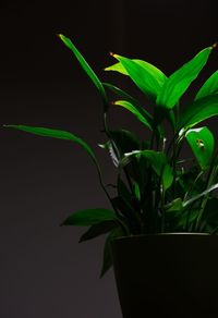 Close-up of fresh green plant against black background