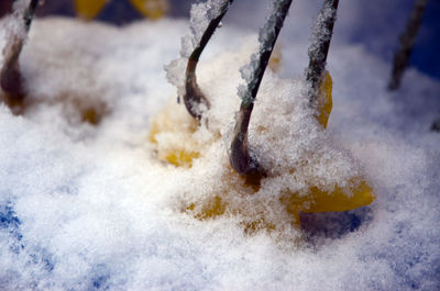 Close-up of snow on table in winter