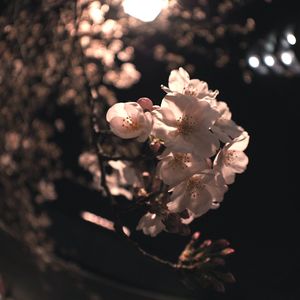 Close-up of flowers on tree