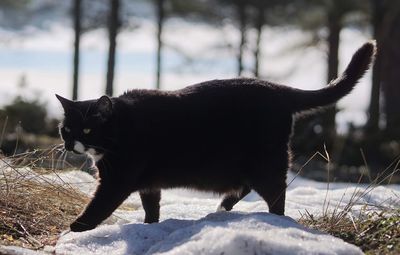 Cat lying on snow covered land