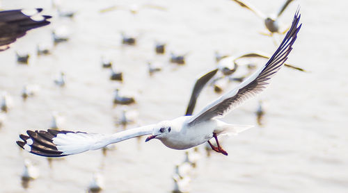 Close-up of bird flying over water