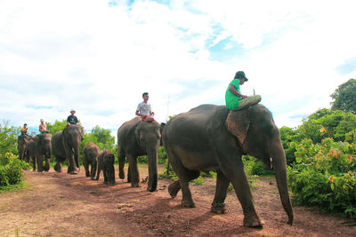 Men riding elephants on field against cloudy sky