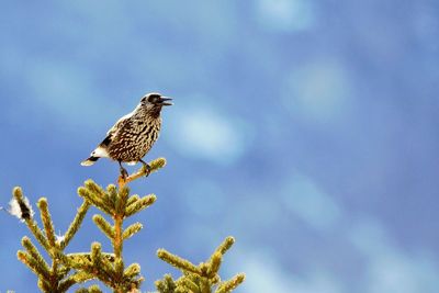 Close-up of bird perching on plant