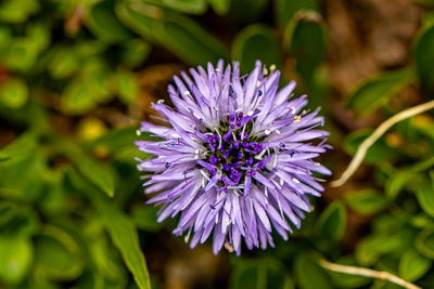 Close-up of purple flowering plant