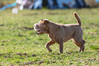 Dogs running on field