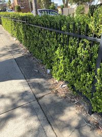 Footpath by fence in city