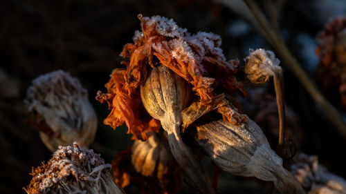 Close-up of dry leaves on tree