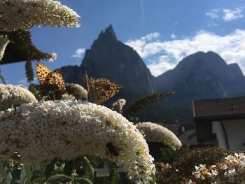 Close-up of flowering plants by mountains against sky