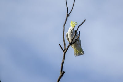 Low angle view of bird perching on tree