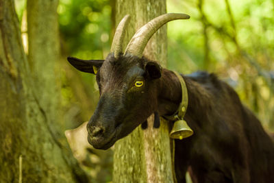 Close-up of goat by tree