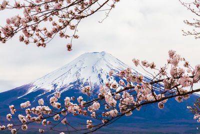 Cherry blossoms on snow covered mountains against sky