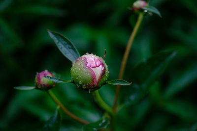 Close-up of wet pink flower buds