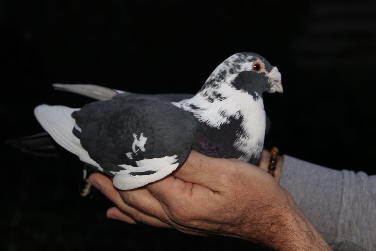 CLOSE-UP OF HAND HOLDING BIRD AGAINST BLACK BACKGROUND ON SILHOUETTE PERSON