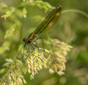 Close-up of insect on plant