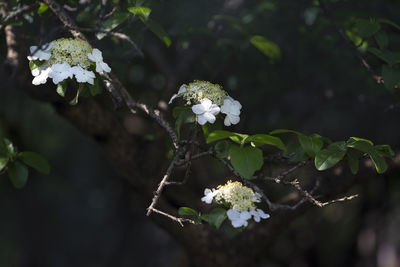 Close-up of white flowering plant