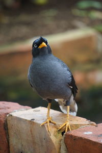 Close-up of bird perching on wood