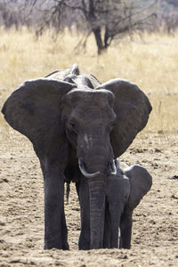 Elephants on field