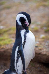 Close-up of penguin