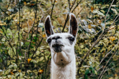 Portrait of an animal, llama, close-up.