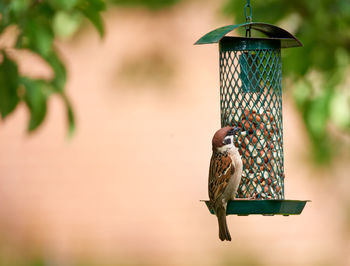 Close-up of bird perching on plant