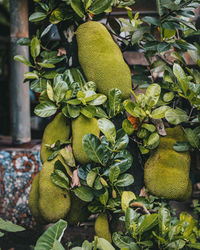Close-up of jackfruit tree