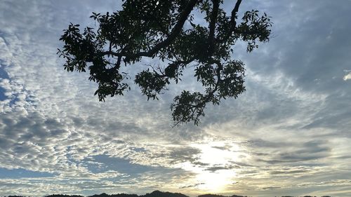 Low angle view of tree against sky