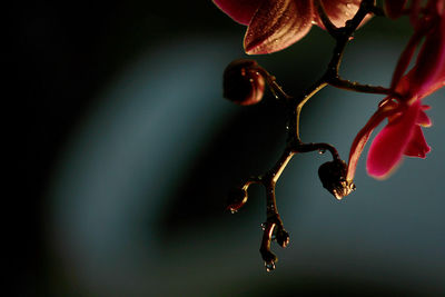 Close-up of wet plant