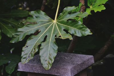 High angle view of fresh green leaves