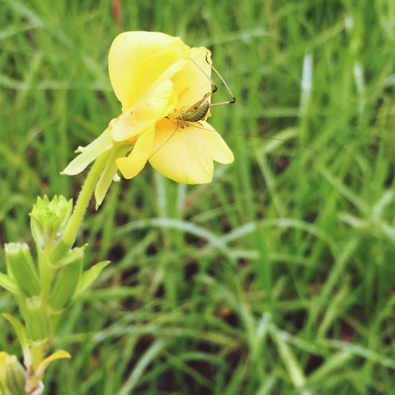 flower, petal, freshness, fragility, flower head, yellow, growth, beauty in nature, blooming, nature, focus on foreground, plant, close-up, field, in bloom, single flower, green color, grass, outdoors, stem