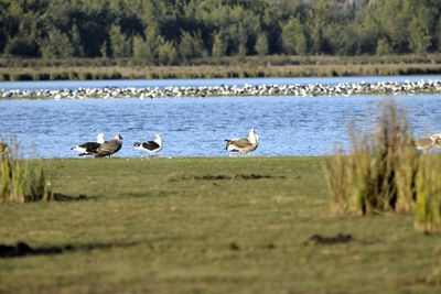 Flock of birds on the lake