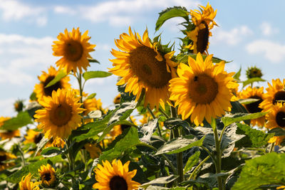 Close-up of yellow sunflowers on field