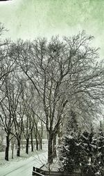 Bare trees against sky