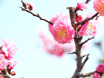 Close-up of pink cherry blossom