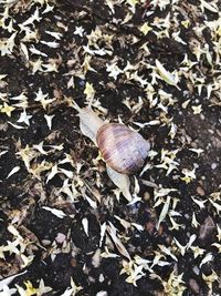 High angle view of snail on ground