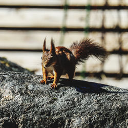 Close-up of a squirrel on rock