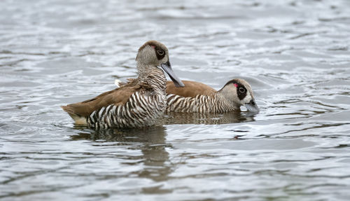 Duck swimming in lake