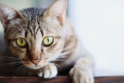 Close-up portrait of a cat