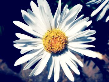 Close-up of white flower