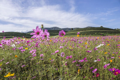 Purple flowering plants on field against sky