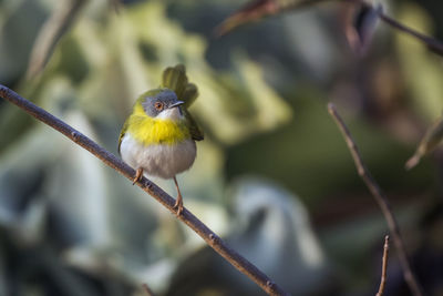 Close-up of bird perching on branch