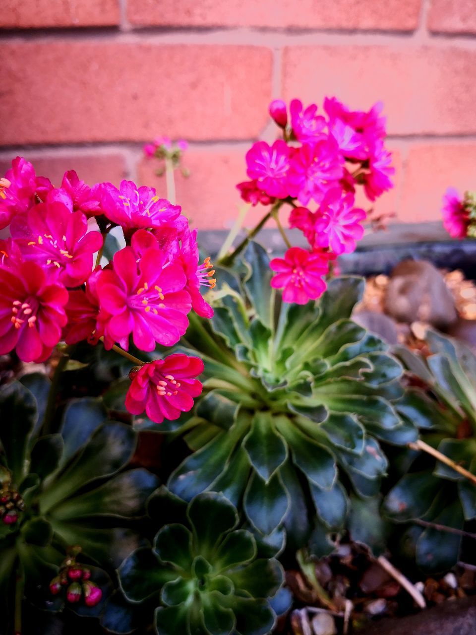 HIGH ANGLE VIEW OF PINK FLOWERING PLANTS