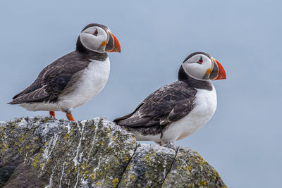 Bird perching on rock