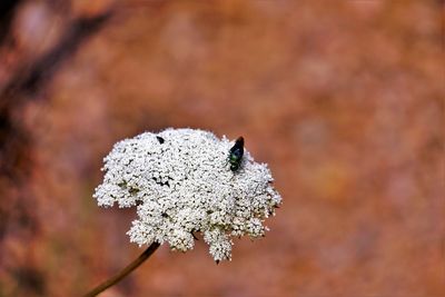 Close-up of white flower against blurred background