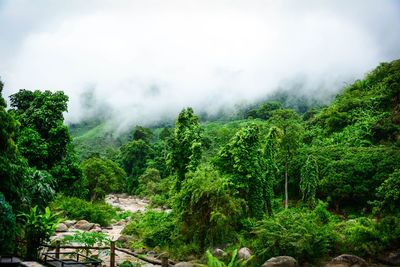 Scenic view of forest against sky