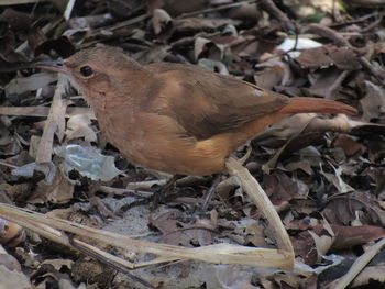 Close-up of bird perching on field