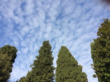 Low angle view of trees against sky