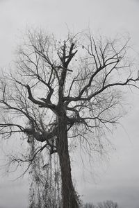 Low angle view of bare tree against clear sky