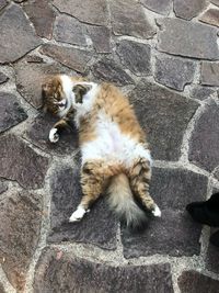 High angle view of cat relaxing on footpath